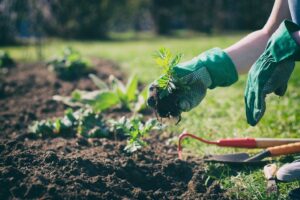 Person working in their garden, holding plant.
